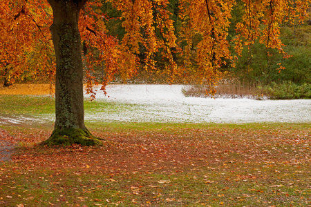 树在秋天公园