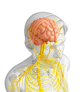 男性的中枢神经系统的图稿