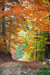 秋季景观，从丰富多彩的树木生长和 footpat 隧道