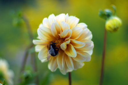 黄色的花，在公园里的蜜蜂