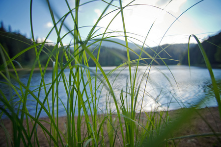 在山中的湖的背景上的草特写镜头