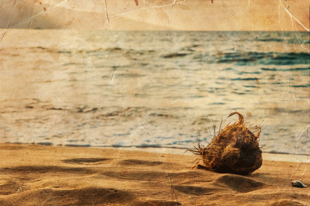 上海滩上的沙椰子