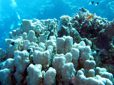 与滨珊瑚在热带海，水下珊瑚礁