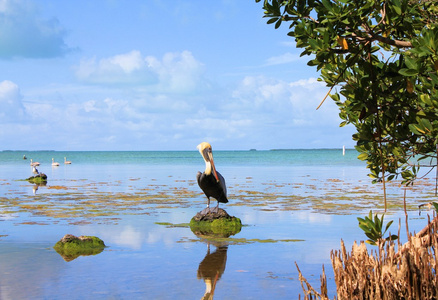 大沼泽地沼泽