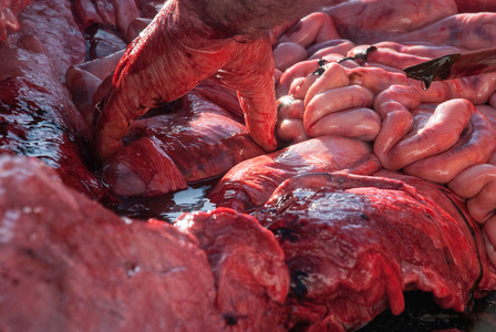 海洋鲸类哺乳动物海洋生物学家解剖鲸照片