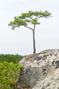 单小松树生长在悬崖上