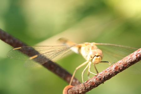 昆虫蜻蜓或豆娘