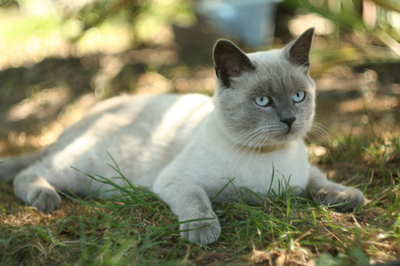 在花园里的猫