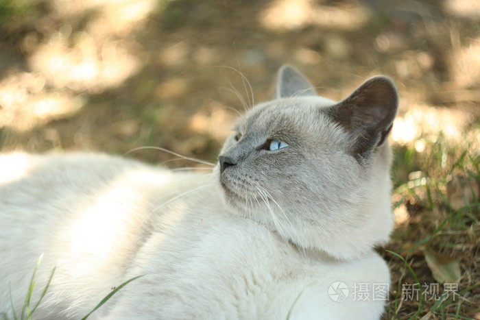 在花园里的猫照片 正版商用图片1jz9na 摄图新视界 在花园里的猫照片 正版商用图片1jz9na 摄图新视界