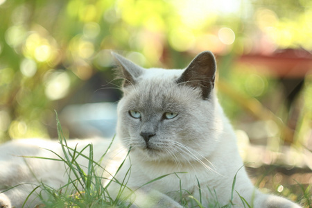 在花园里的猫