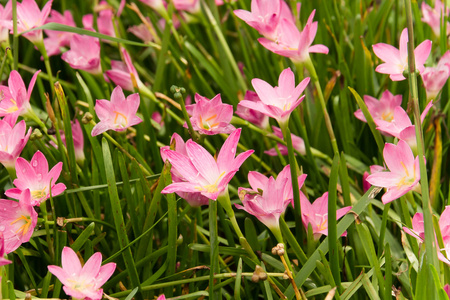 在花园里美丽的粉红色花