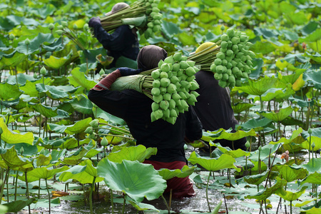 莲花农场