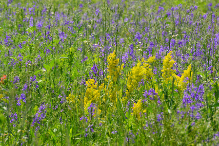 夏天草地上的蓝色和黄色野花