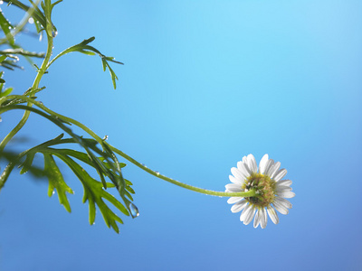 一个菊花花