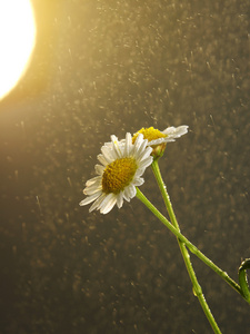 雨落在黛西