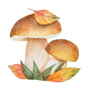 猴头蘑图片-猴头蘑素材-猴头蘑插画-摄图新视界