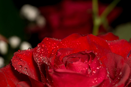 湿红玫瑰宏
