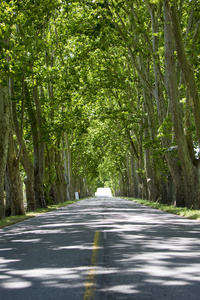 乌拉圭两边都有树木的道路