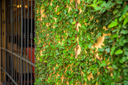 墙壁背景与叶子