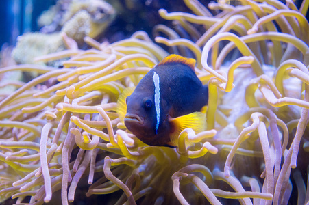 水族馆的水下湾的鱼类图片