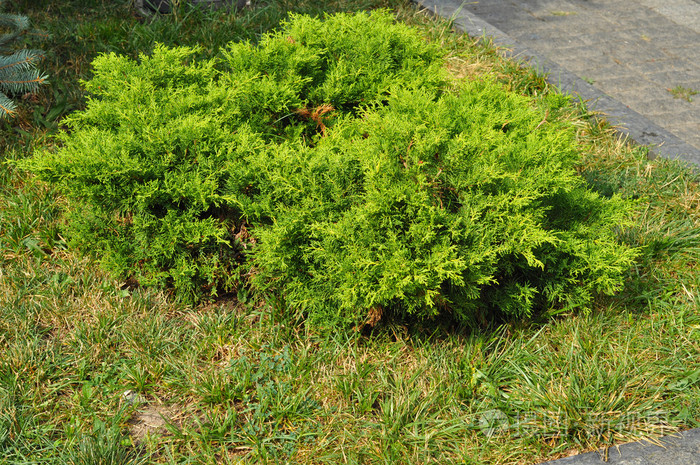 杜松灌木,常绿针叶植物,叶鳞状. 杜松属是松柏科杜松属的针叶植物.