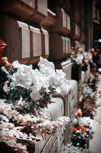 街头鲜花
