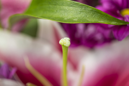 粉红色的花在一个绿色的花束花园关闭