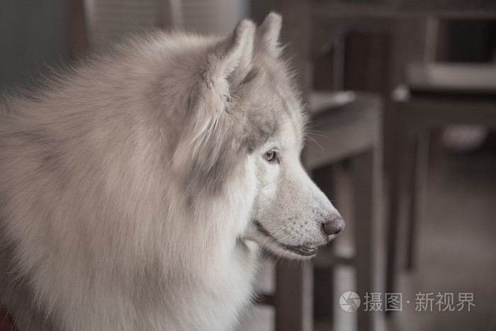 西伯利亚雪橇犬照片 正版商用图片1jzhbc 摄图新视界
