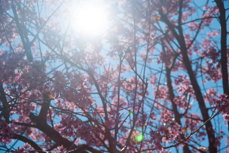 棵杏树开花的树