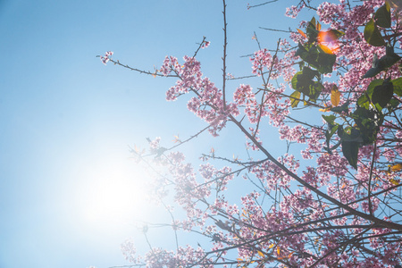 棵杏树开花的树