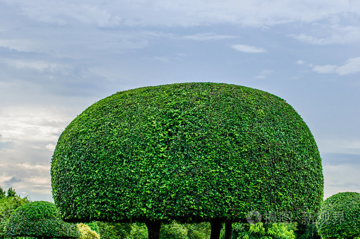 公共公园,曼谷,泰国园林绿化修剪的树木