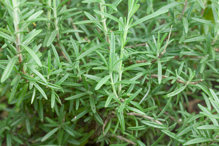 新鲜的花园迷迭香