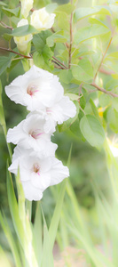 角花的白色花