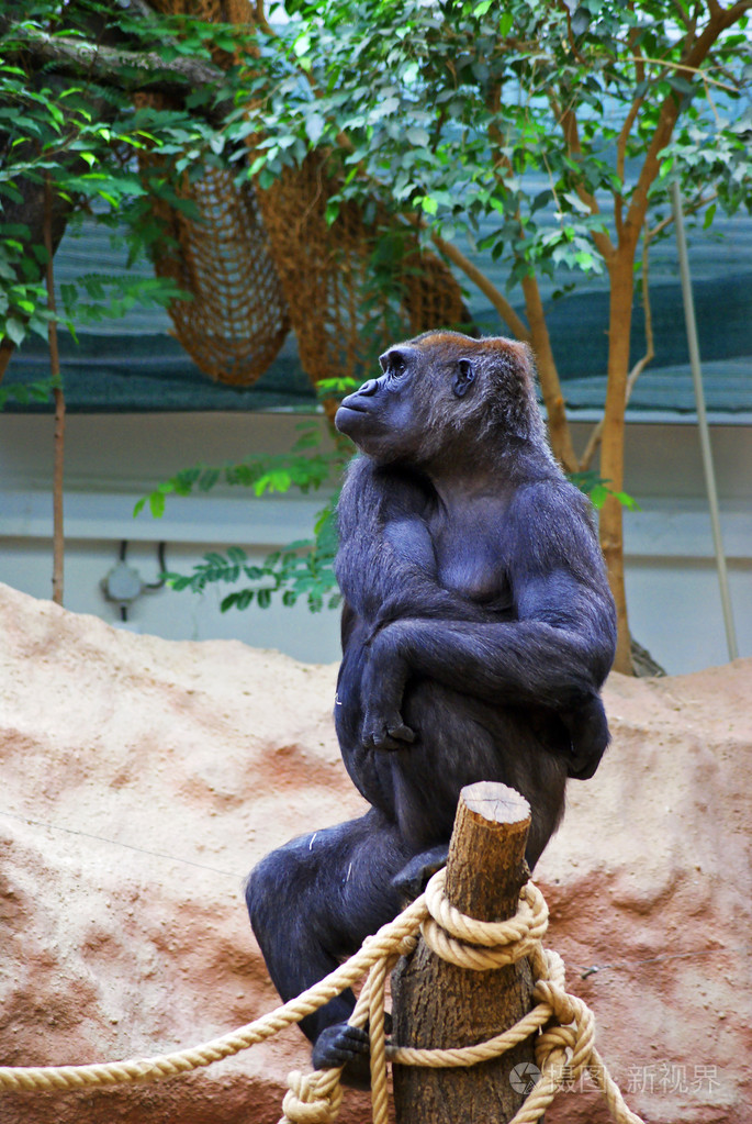 雌性大猩猩照片-正版商用图片1jzjhk-摄图新视界
