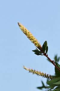 瓶刷植物的新花图片