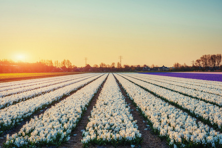 在一排排白色郁金香在荷兰