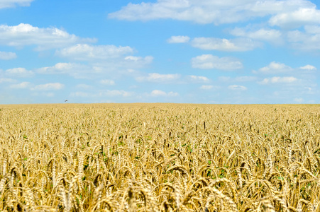 成熟的金黄小麦在天空上孤立