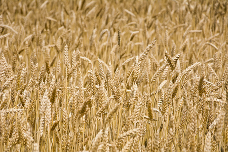 领域的成熟小麦