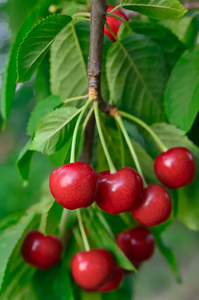 年轻成熟的浆果樱桃在树枝上成熟