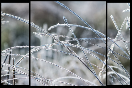 雪草