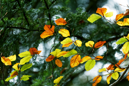 秋天，树叶的颜色