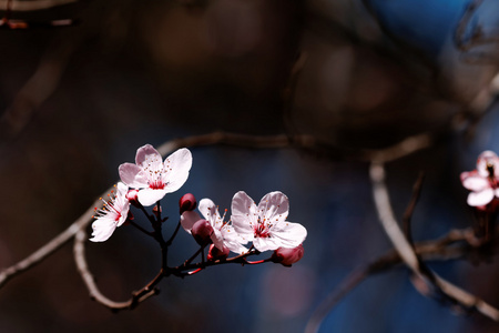 水果开花