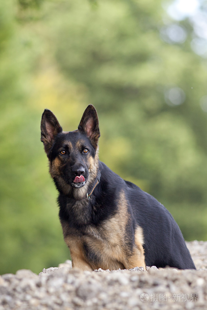 德国谢泼德狗舔他的鼻子