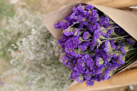 各种的毋忘我花图片