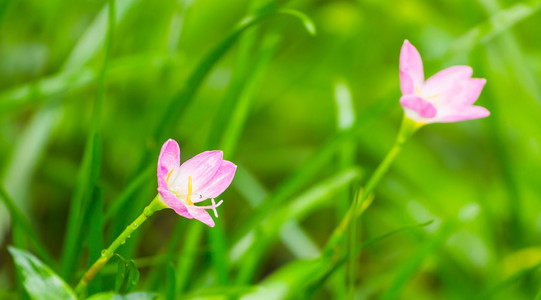 金银花花