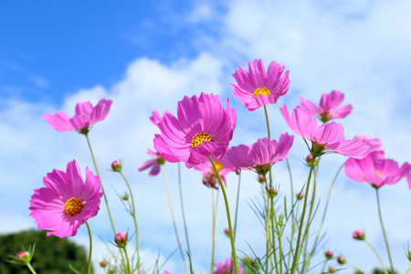 花场中的粉红色宇宙