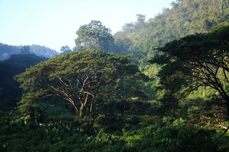 泰国清迈热带雨林大雨树