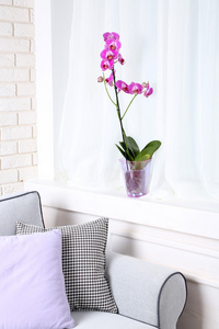 美丽淡紫色的兰花盆栽图片