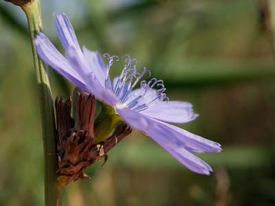 菊苣菊苣