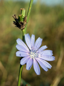 菊苣菊苣